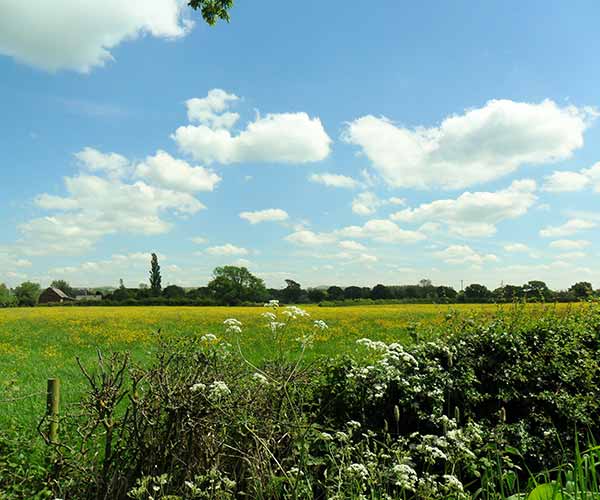 a field in spring with a blue sky and green grass